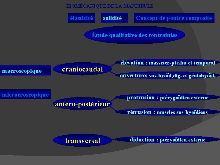 BIOMÉCANIQUE DE LA MANDIBULE élasticité solidité Concept de poutre composite Étude qualitative des contraintes