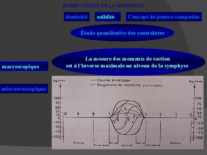 BIOMÉCANIQUE DE LA MANDIBULE élasticité solidité Concept de poutre composite Étude quantitative des contraintes