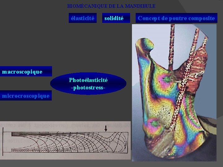 BIOMÉCANIQUE DE LA MANDIBULE élasticité solidité macroscopique Photoélasticité -photostressmicrocroscopique Concept de poutre composite 