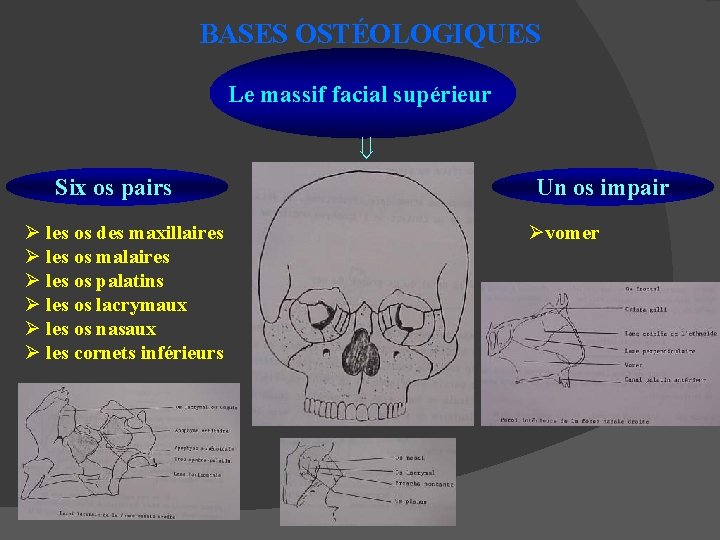 BASES OSTÉOLOGIQUES Le massif facial supérieur Six os pairs Ø les os des maxillaires
