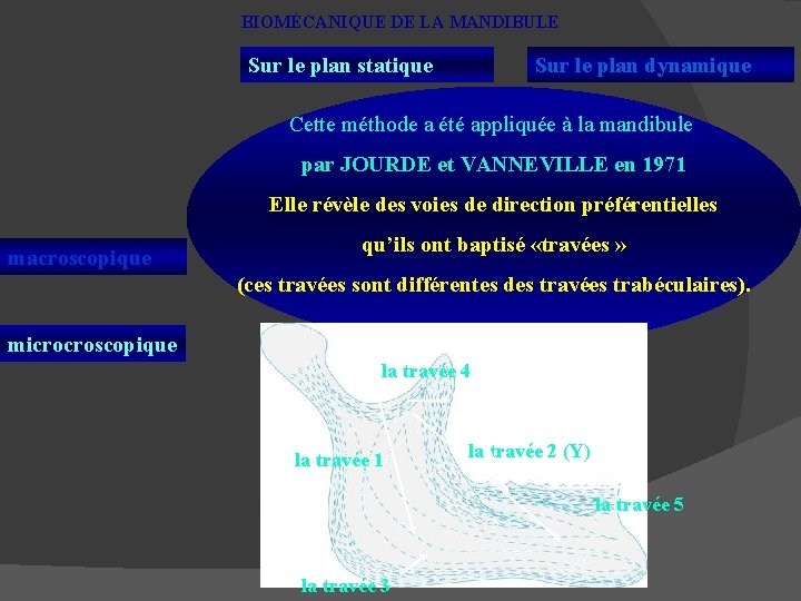 BIOMÉCANIQUE DE LA MANDIBULE Sur le plan statique Sur le plan dynamique Cette méthode