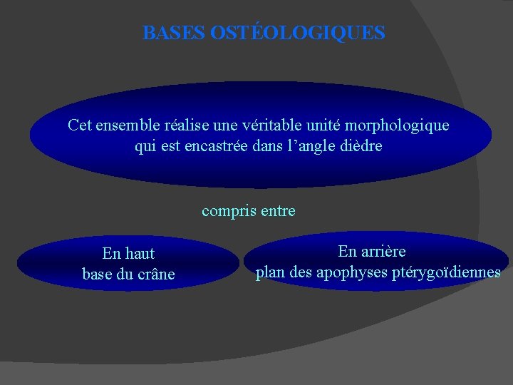 BASES OSTÉOLOGIQUES Cet ensemble réalise une véritable unité morphologique qui est encastrée dans l’angle