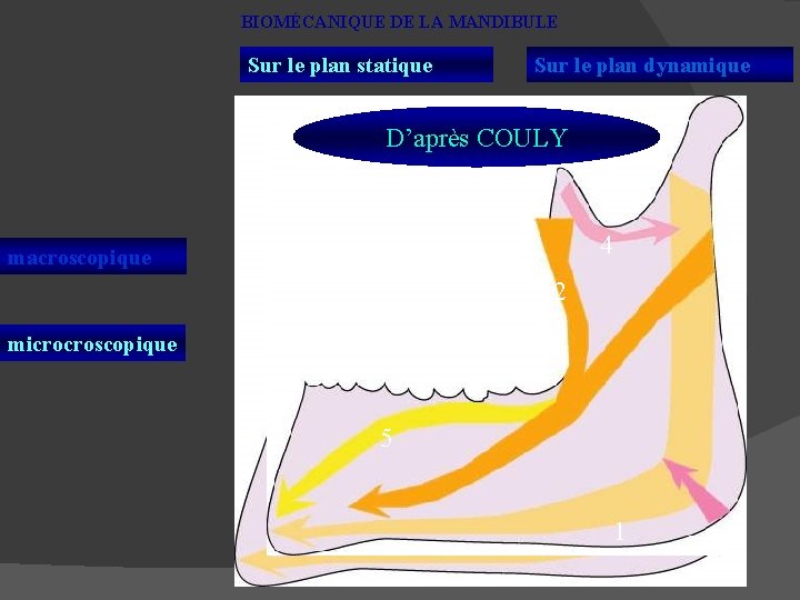 BIOMÉCANIQUE DE LA MANDIBULE Sur le plan statique Sur le plan dynamique D’après COULY