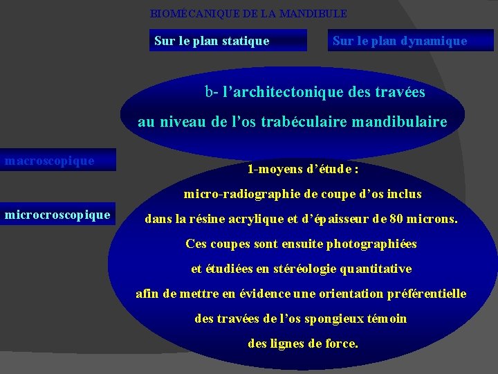 BIOMÉCANIQUE DE LA MANDIBULE Sur le plan statique Sur le plan dynamique b- l’architectonique