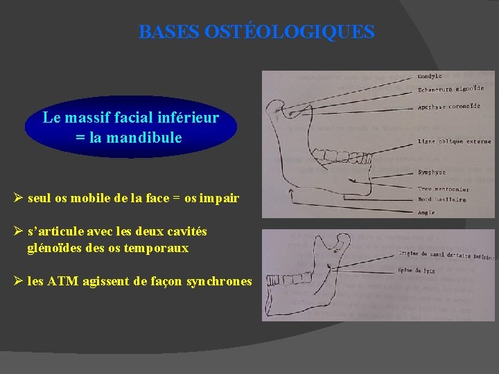 BASES OSTÉOLOGIQUES Le massif facial inférieur = la mandibule Ø seul os mobile de