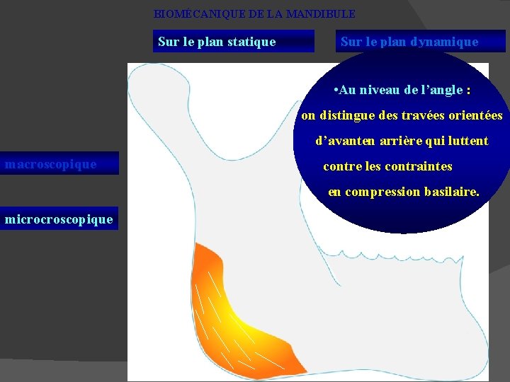 BIOMÉCANIQUE DE LA MANDIBULE Sur le plan statique Sur le plan dynamique • Au