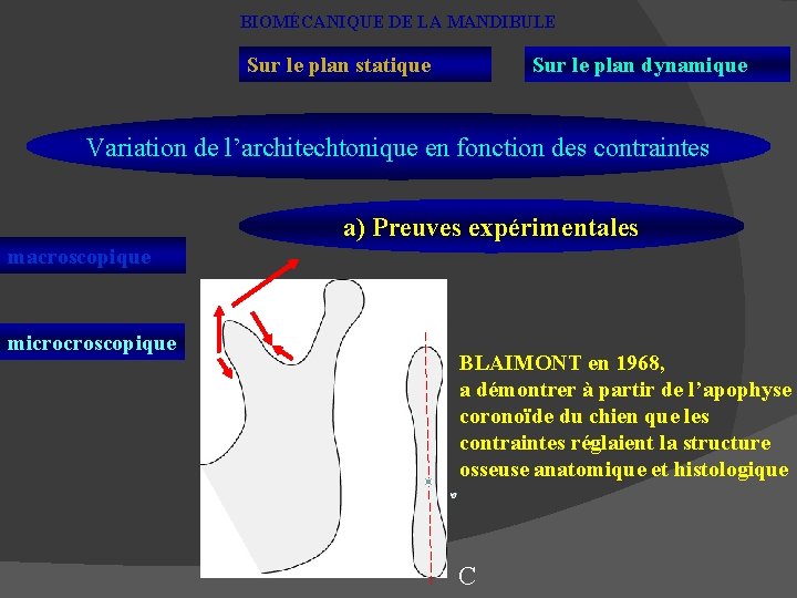 BIOMÉCANIQUE DE LA MANDIBULE Sur le plan statique Sur le plan dynamique Variation de