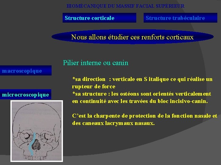 BIOMÉCANIQUE DU MASSIF FACIAL SUPÉRIEUR Structure corticale Structure trabéculaire Nous allons étudier ces renforts