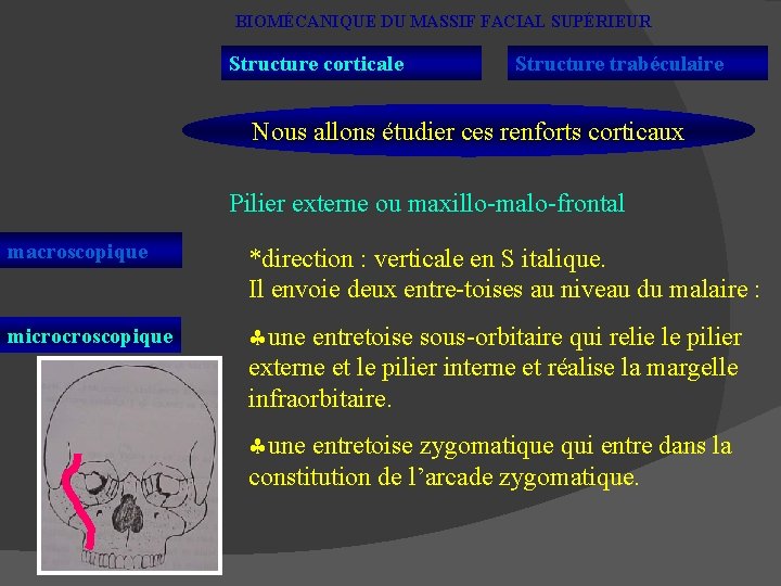 BIOMÉCANIQUE DU MASSIF FACIAL SUPÉRIEUR Structure corticale Structure trabéculaire Nous allons étudier ces renforts