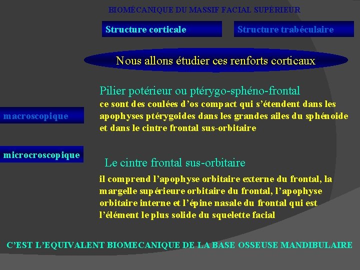 BIOMÉCANIQUE DU MASSIF FACIAL SUPÉRIEUR Structure corticale Structure trabéculaire Nous allons étudier ces renforts