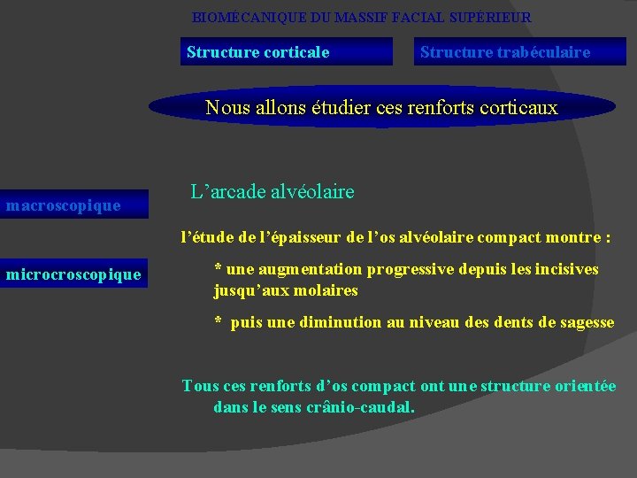 BIOMÉCANIQUE DU MASSIF FACIAL SUPÉRIEUR Structure corticale Structure trabéculaire Nous allons étudier ces renforts