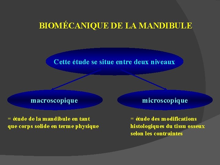 BIOMÉCANIQUE DE LA MANDIBULE Cette étude se situe entre deux niveaux macroscopique = étude