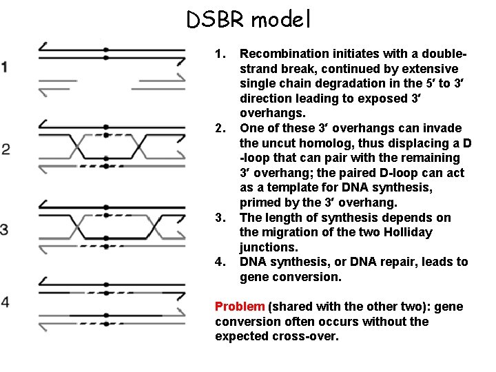 DSBR model 1. 2. 3. 4. Recombination initiates with a doublestrand break, continued by