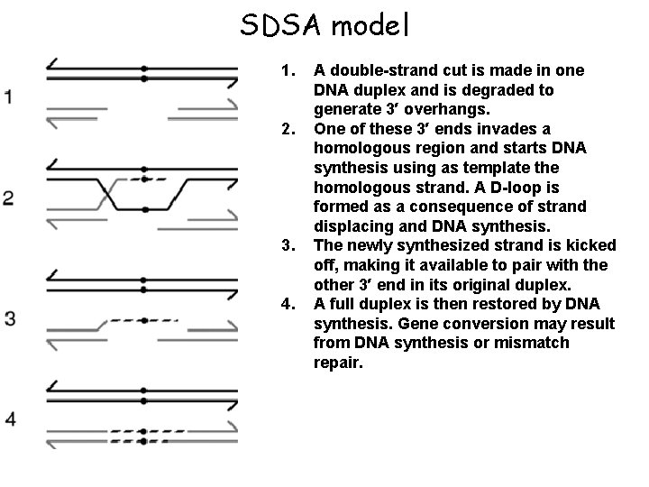 SDSA model 1. 2. 3. 4. A double-strand cut is made in one DNA