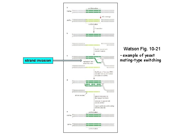 Watson Fig. 10 -21 strand invasion - example of yeast mating-type switching 