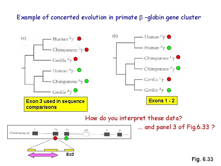 Example of concerted evolution in primate b -globin gene cluster Exon 3 used in