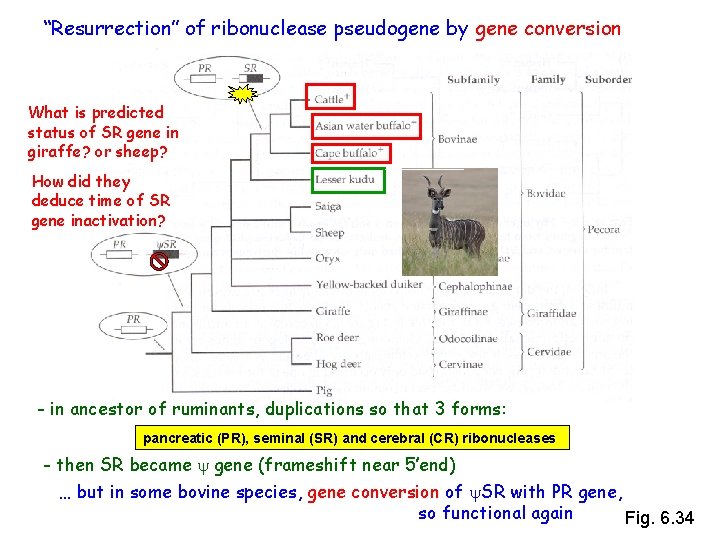 “Resurrection” of ribonuclease pseudogene by gene conversion What is predicted status of SR gene