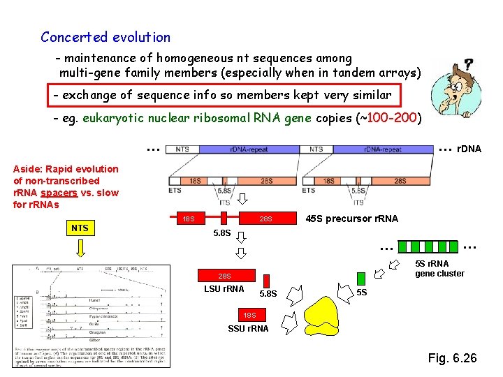 Concerted evolution - maintenance of homogeneous nt sequences among multi-gene family members (especially when