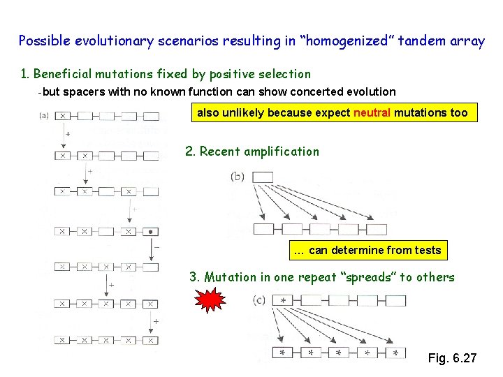 Possible evolutionary scenarios resulting in “homogenized” tandem array 1. Beneficial mutations fixed by positive