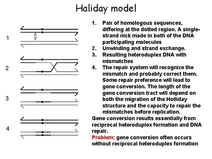 Haliday model 1. Pair of homologous sequences, differing at the dotted region. A singlestrand