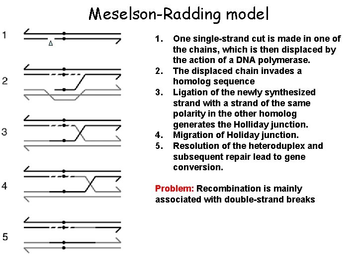 Meselson-Radding model 1. 2. 3. 4. 5. One single-strand cut is made in one