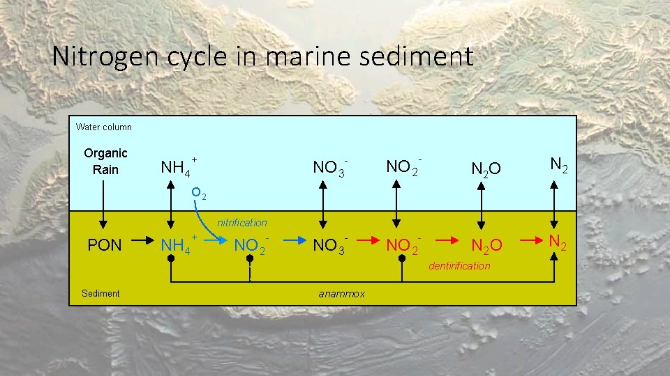Nitrogen cycle in marine sediment Water column Organic Rain NH 4 + NO 3