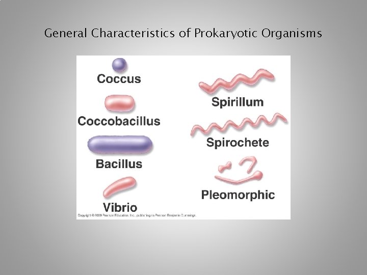 General Characteristics of Prokaryotic Organisms [INSERT FIGURE 11. 1] 