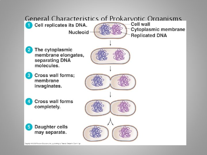 General Characteristics of Prokaryotic Organisms [INSERT FIGURE 11. 2] 