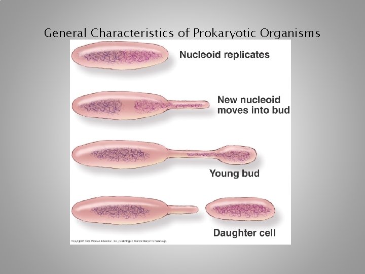 General Characteristics of Prokaryotic Organisms [INSERT FIGURE 11. 5] 