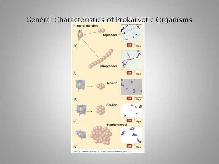 General Characteristics of Prokaryotic Organisms 
