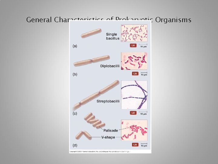 General Characteristics of Prokaryotic Organisms 