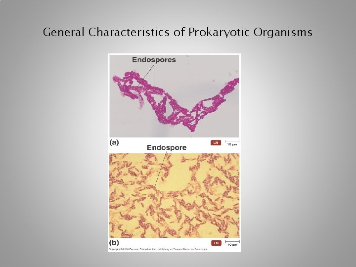 General Characteristics of Prokaryotic Organisms [INSERT FIGURE 11. 8] 