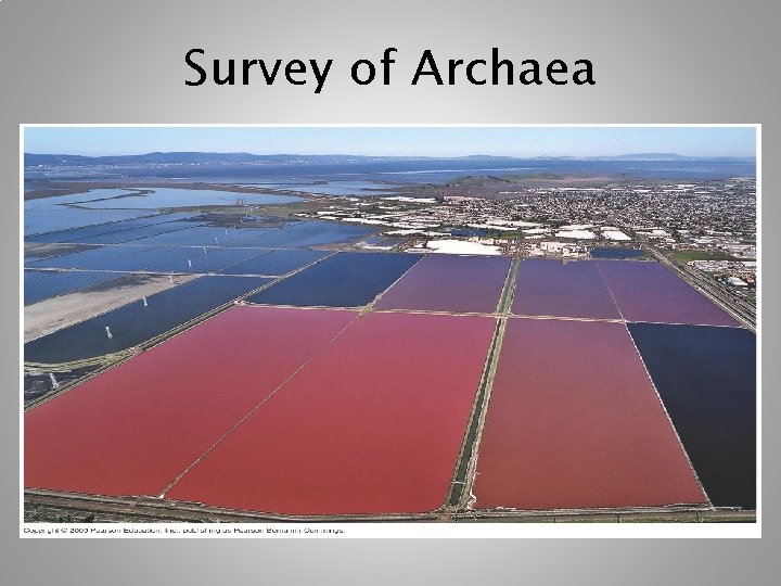 Survey of Archaea [INSERT FIGURE 11. 12] 