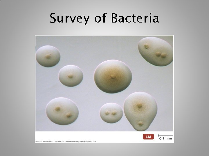 Survey of Bacteria [INSERT FIGURE 11. 15] 
