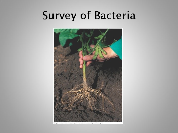 Survey of Bacteria Survey of Bacteria