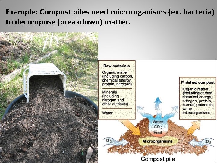 Example: Compost piles need microorganisms (ex. bacteria) to decompose (breakdown) matter. Example: Compost piles need microorganisms (ex. bacteria) to decompose (breakdown) matter.
