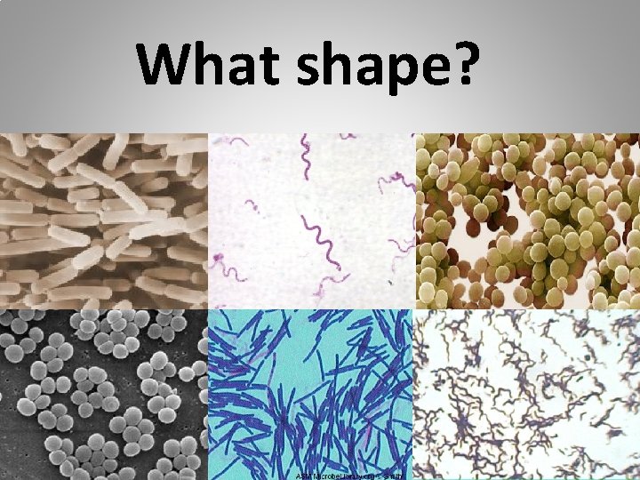 What shape? bacillus spirillum coccus bacillus spirillum 