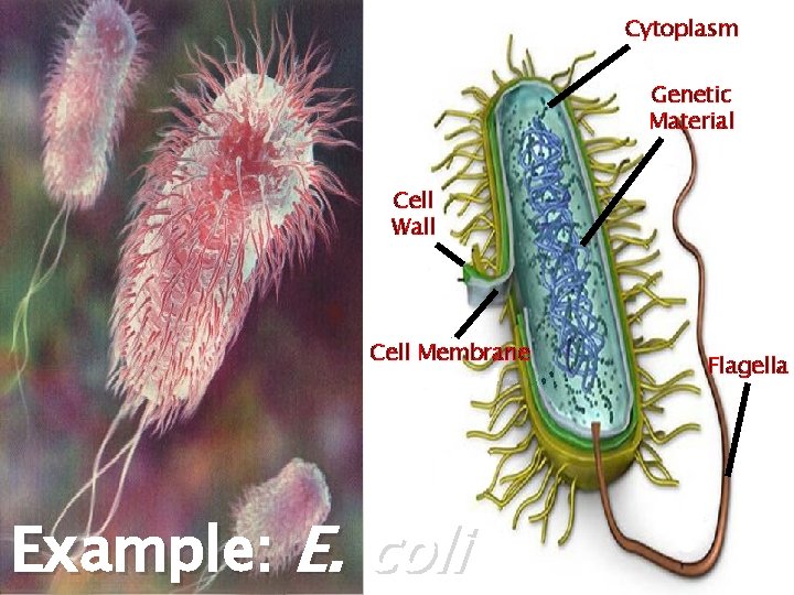 Cytoplasm Genetic Material Cell Wall Cell Membrane Example: E. coli Flagella Cytoplasm Genetic Material Cell Wall Cell Membrane Example: E. coli Flagella