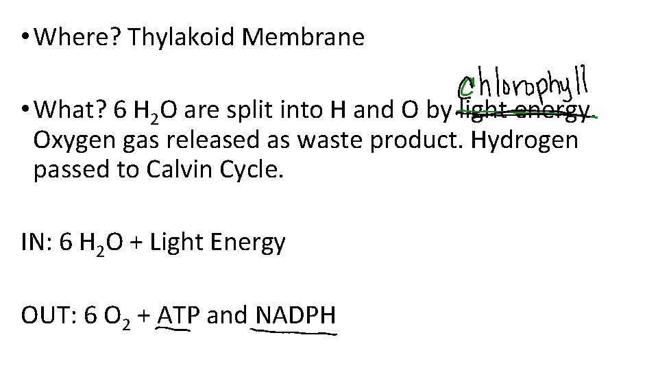  • Where? Thylakoid Membrane • What? 6 H 2 O are split into