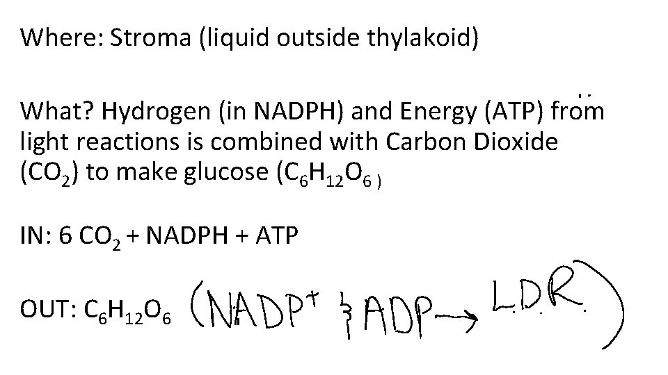 Where: Stroma (liquid outside thylakoid) What? Hydrogen (in NADPH) and Energy (ATP) from light