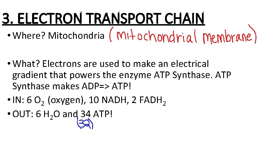 3. ELECTRON TRANSPORT CHAIN • Where? Mitochondria • What? Electrons are used to make
