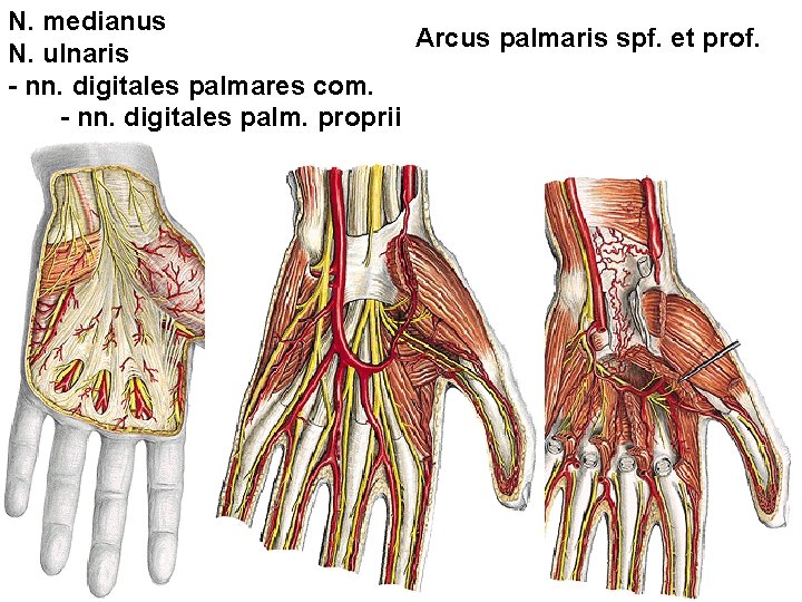 N. medianus Arcus palmaris spf. et prof. N. ulnaris - nn. digitales palmares com.