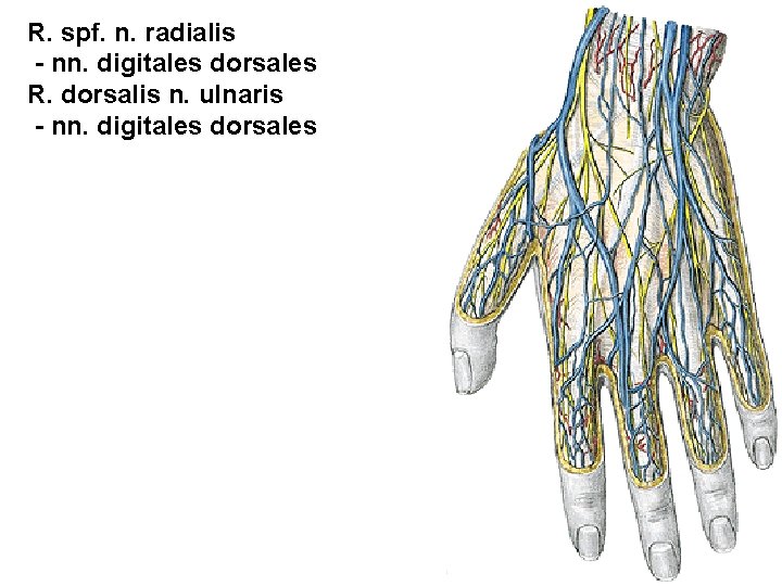 R. spf. n. radialis - nn. digitales dorsales R. dorsalis n. ulnaris - nn.