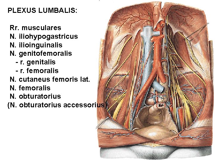 PLEXUS LUMBALIS: Rr. musculares N. iliohypogastricus N. ilioinguinalis N. genitofemoralis - r. genitalis -