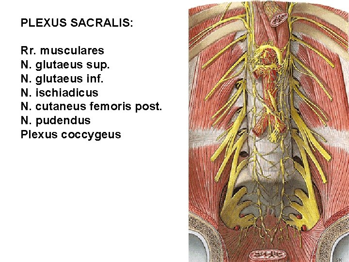 PLEXUS SACRALIS: Rr. musculares N. glutaeus sup. N. glutaeus inf. N. ischiadicus N. cutaneus