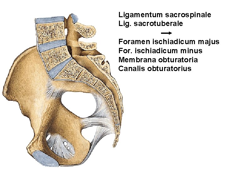 Ligamentum sacrospinale Lig. sacrotuberale Foramen ischiadicum majus For. ischiadicum minus Membrana obturatoria Canalis obturatorius