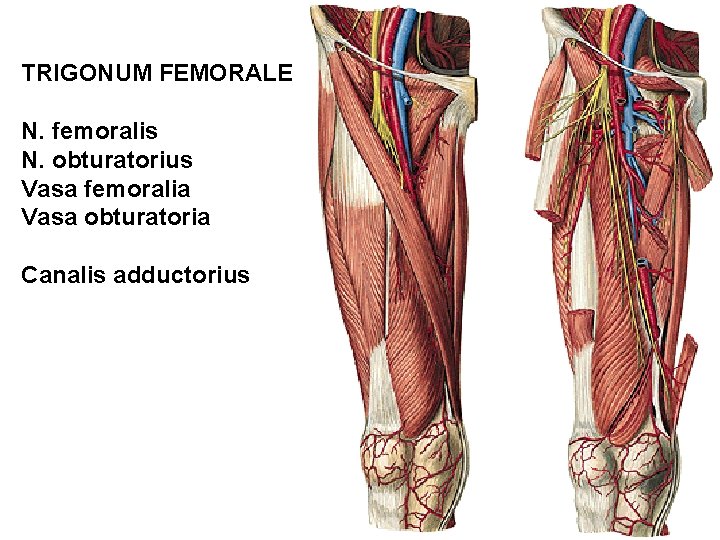 TRIGONUM FEMORALE N. femoralis N. obturatorius Vasa femoralia Vasa obturatoria Canalis adductorius 