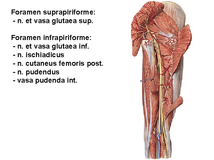 Foramen suprapiriforme: - n. et vasa glutaea sup. Foramen infrapiriforme: - n. et vasa