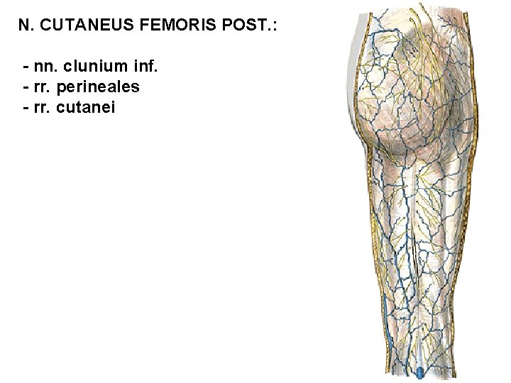 N. CUTANEUS FEMORIS POST. : - nn. clunium inf. - rr. perineales - rr.