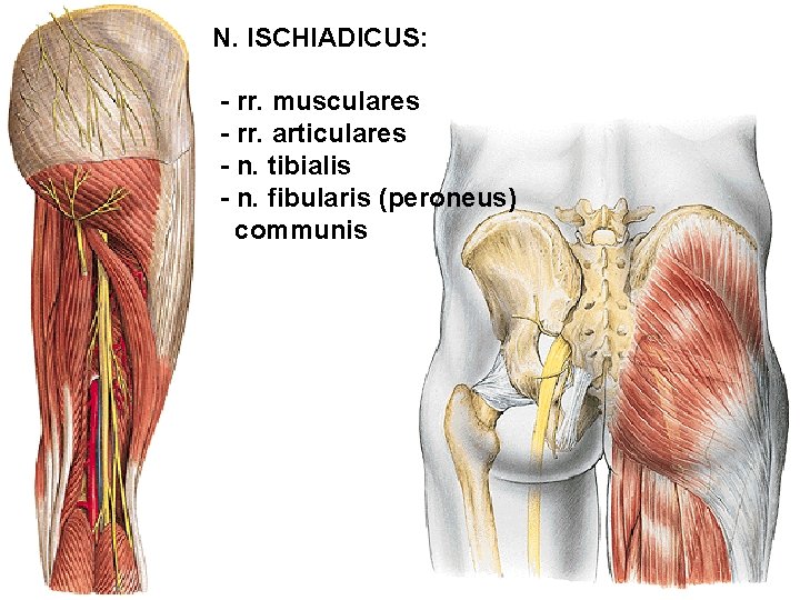 N. ISCHIADICUS: - rr. musculares - rr. articulares - n. tibialis - n. fibularis